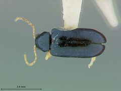 Scelolyperus liriophilus by the Smithsonian. Used under a CC0 license.