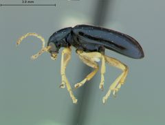 Scelolyperus liriophilus by the Smithsonian. Used under a CC0 license.