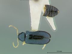 Scelolyperus liriophilus by the Smithsonian. Used under a CC0 license.