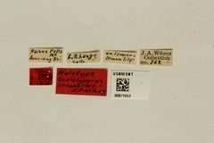 Scelolyperus liriophilus by the Smithsonian. Used under a CC0 license.
