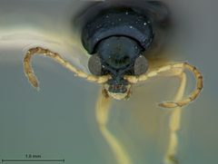Scelolyperus liriophilus by the Smithsonian. Used under a CC0 license.