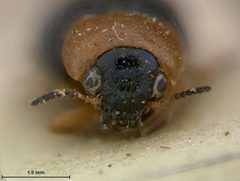 Smaragdina apicitarsis by the Smithsonian. Used under a CC0 license.