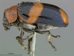 Smaragdina (Gynandroph) spectabilis by the Smithsonian. Used under a CC0 license.