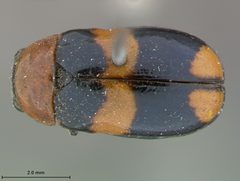 Smaragdina (Gynandroph) spectabilis by the Smithsonian. Used under a CC0 license.
