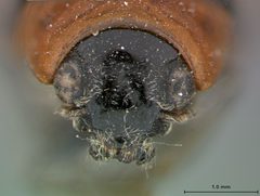 Smaragdina (Gynandroph) spectabilis by the Smithsonian. Used under a CC0 license.