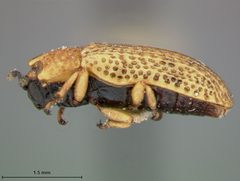 Stenopodius flavidus texanus by the Smithsonian. Used under a CC0 license.