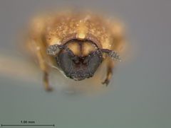 Stenopodius flavidus texanus by the Smithsonian. Used under a CC0 license.