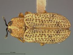 Stenopodius flavidus texanus by the Smithsonian. Used under a CC0 license.