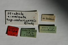 Strabala acuminata costaricensis by the Smithsonian. Used under a CC0 license.