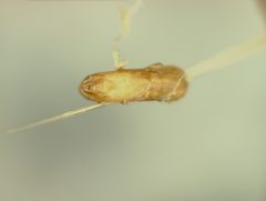 Strabala acuminata by the Smithsonian. Used under a CC0 license.