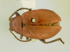 Strabala acuminata costaricensis by the Smithsonian. Used under a CC0 license.