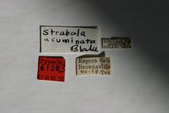 Strabala acuminata by the Smithsonian. Used under a CC0 license.