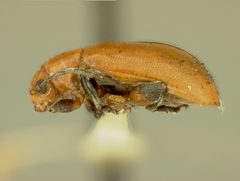 Strabala acuminata by the Smithsonian. Used under a CC0 license.