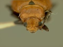 Strabala acuminata by the Smithsonian. Used under a CC0 license.