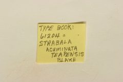 Strabala acuminata by the Smithsonian. Used under a CC0 license.