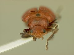 Strabala acuminata costaricensis by the Smithsonian. Used under a CC0 license.