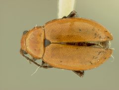 Strabala acuminata by the Smithsonian. Used under a CC0 license.