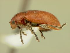 Strabala acuminata costaricensis by the Smithsonian. Used under a CC0 license.