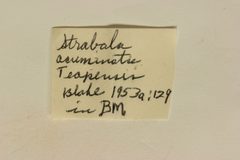 Strabala acuminata by the Smithsonian. Used under a CC0 license.