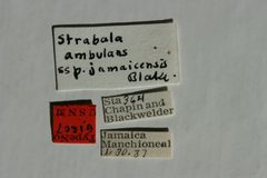 Strabala ambulans jamaicensis by the Smithsonian. Used under a CC0 license.
