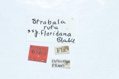 Strabala rufa floridana by the Smithsonian. Used under a CC0 license.
