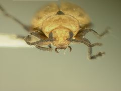 Strabala rufa floridana by the Smithsonian. Used under a CC0 license.
