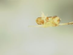 Strabala rufa floridana by the Smithsonian. Used under a CC0 license.