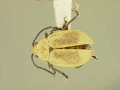 Strabala rufa floridana by the Smithsonian. Used under a CC0 license.