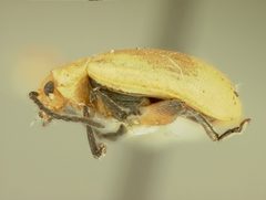 Strabala rufa floridana by the Smithsonian. Used under a CC0 license.