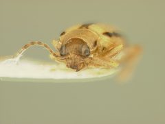 Systena gracilenta by the Smithsonian. Used under a CC0 license.