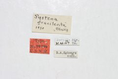 Systena gracilenta by the Smithsonian. Used under a CC0 license.