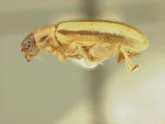 Systena gracilenta by the Smithsonian. Used under a CC0 license.