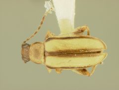 Systena gracilenta by the Smithsonian. Used under a CC0 license.