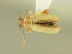 Systena laevis by the Smithsonian. Used under a CC0 license.