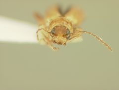 Systena laevis by the Smithsonian. Used under a CC0 license.