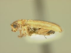 Systena laevis by the Smithsonian. Used under a CC0 license.