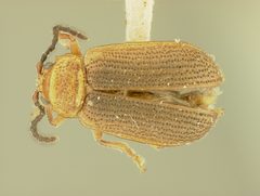 Trichaltica virescens by the Smithsonian. Used under a CC0 license.