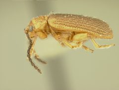 Trichaltica virescens by the Smithsonian. Used under a CC0 license.