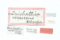 Trichaltica virescens by the Smithsonian. Used under a CC0 license.