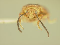 Trichaltica virescens by the Smithsonian. Used under a CC0 license.