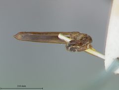 Trirhabda adela by the Smithsonian. Used under a CC0 license.