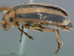 Trirhabda adela by the Smithsonian. Used under a CC0 license.