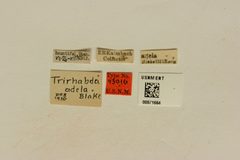 Trirhabda adela by the Smithsonian. Used under a CC0 license.