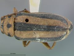 Trirhabda adela by the Smithsonian. Used under a CC0 license.