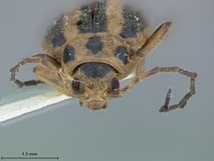 Trirhabda borealis by the Smithsonian. Used under a CC0 license.