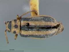 Trirhabda borealis indigoptera by the Smithsonian. Used under a CC0 license.