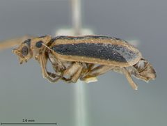 Trirhabda borealis indigoptera by the Smithsonian. Used under a CC0 license.