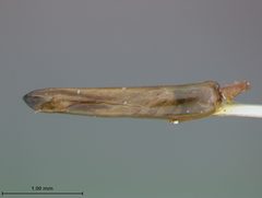 Trirhabda borealis by the Smithsonian. Used under a CC0 license.
