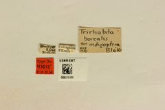 Trirhabda borealis indigoptera by the Smithsonian. Used under a CC0 license.