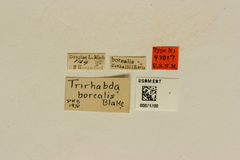 Trirhabda borealis by the Smithsonian. Used under a CC0 license.